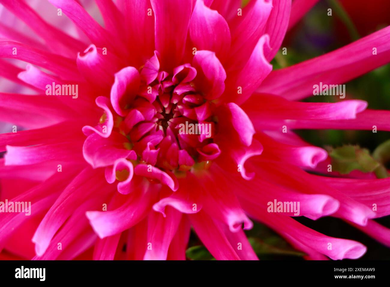Centro del fiore rosso di dahlia. Foto Stock