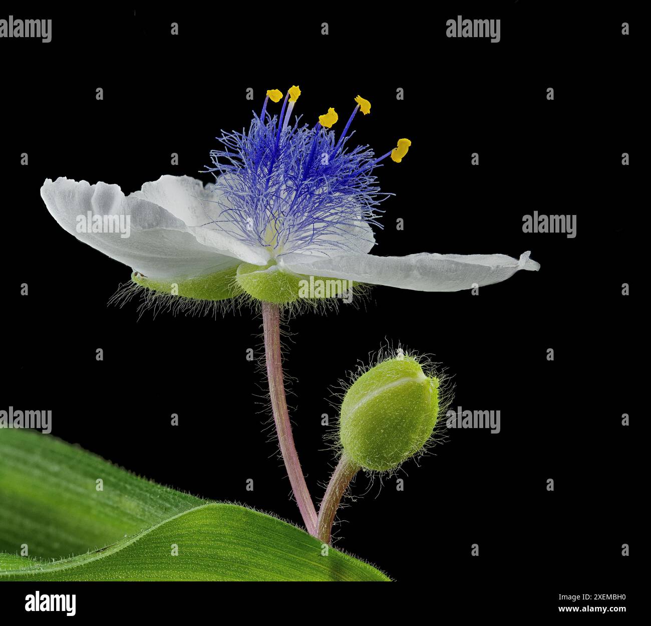 Veduta macro della verga bianca (Tradescantia x andersoniana), con fiore aperto e bocciolo di fiori. Foto Stock