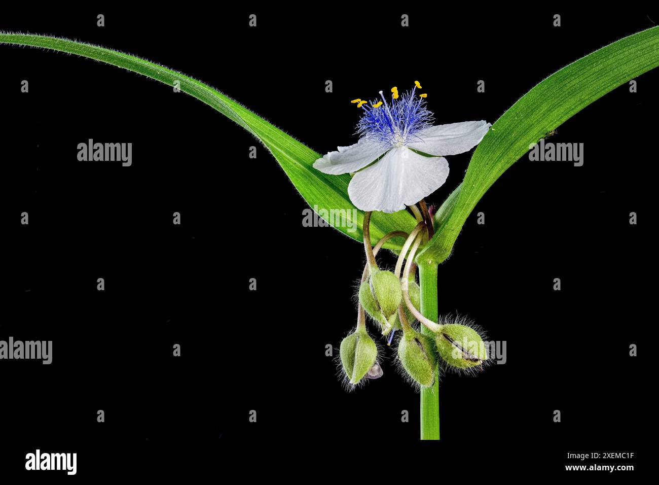 Veduta macro della verga bianca (Tradescantia x andersoniana), con fiore aperto e bocciolo di fiori. Foto Stock