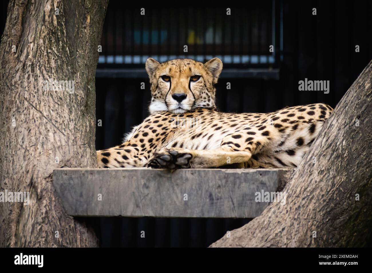 Il maestoso leopardo maculato. Foto Stock