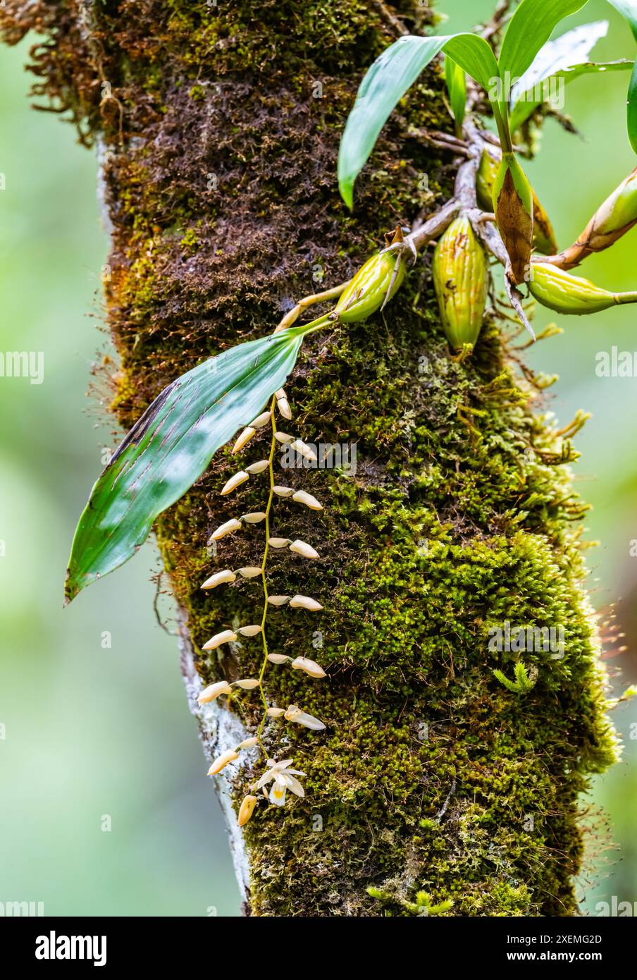 Un fiore di orchidea fiorisce su un tronco di albero muschiato. Sabah, Borneo, Malesia. Foto Stock