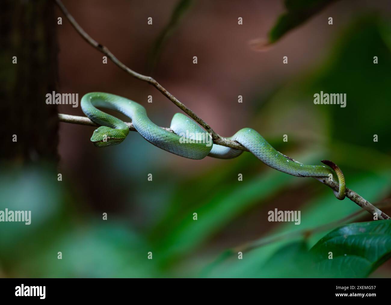 Un verde tempio delle Filippine del Nord Pitviper (Tropidolaemus subannulatus) nella foresta. Sepilok, Sabah, Borneo, Malesia. Foto Stock