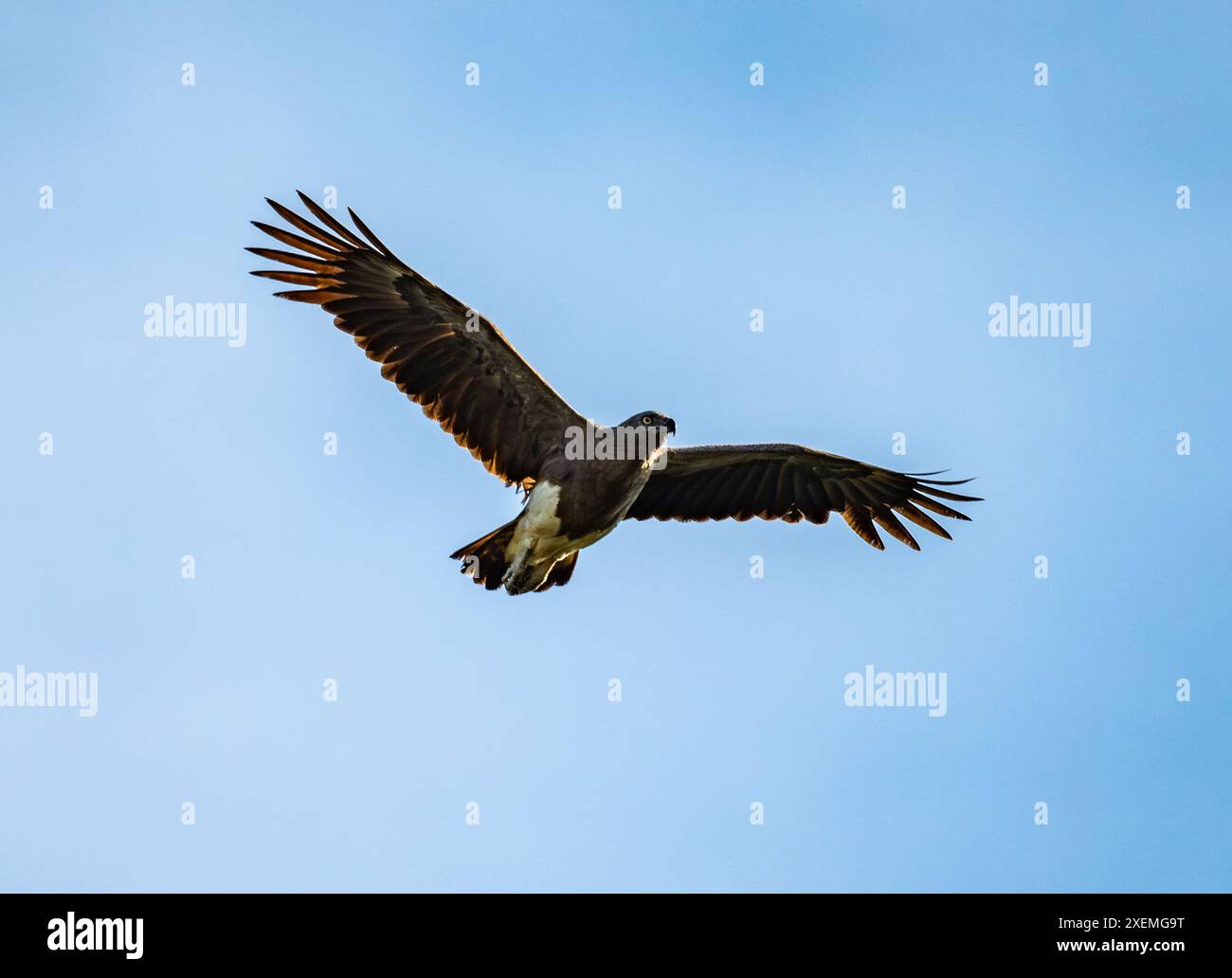 Un'aquila di pesce dalla testa grigia (Icthyophaga ichthyaetus) in volo. Sabah, Borneo, Malesia. Foto Stock