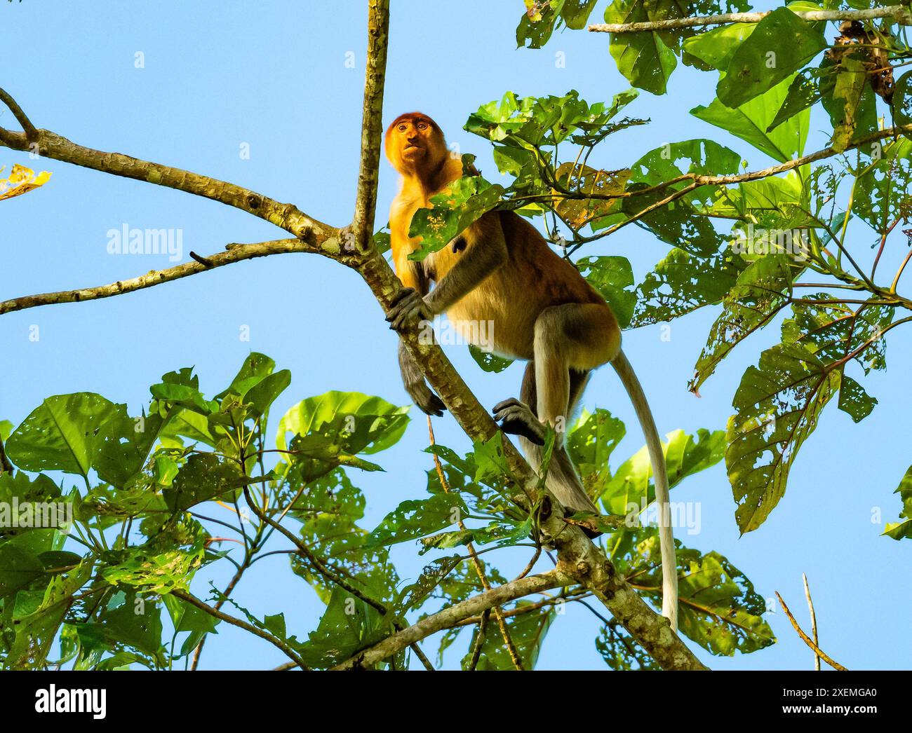 Una scimmia Proboscis (Nasalis larvatus) che si forgia su un albero. Sabah, Borneo, Malesia. Foto Stock