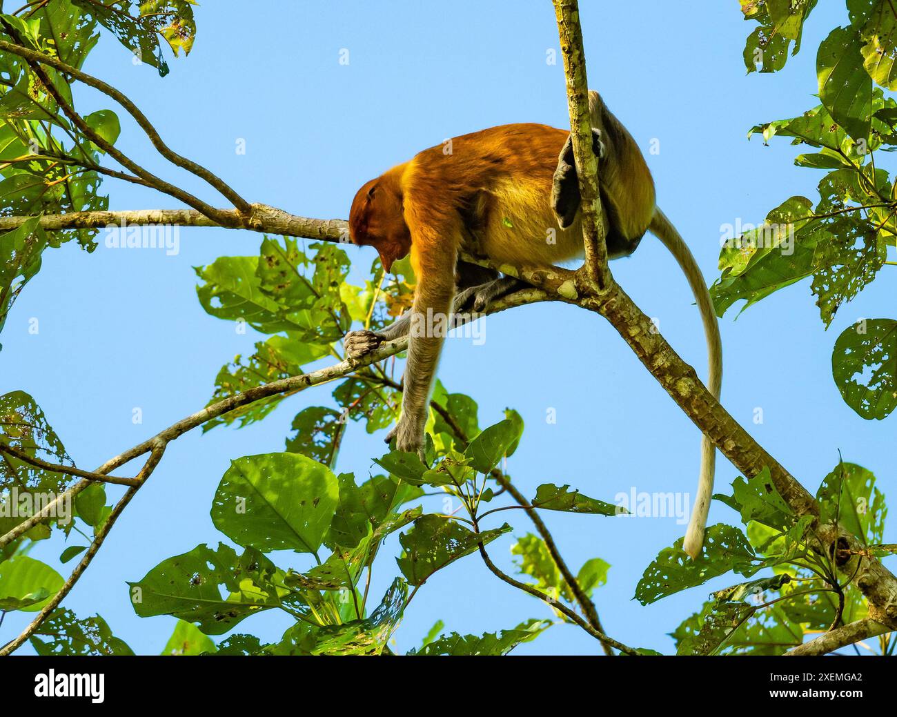 Una scimmia Proboscis (Nasalis larvatus) che si forgia su un albero. Sabah, Borneo, Malesia. Foto Stock