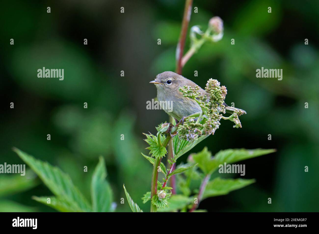 Garden Warbler-Sylvia borin arroccata su Wild angelica- Angelica sylvestris. Foto Stock