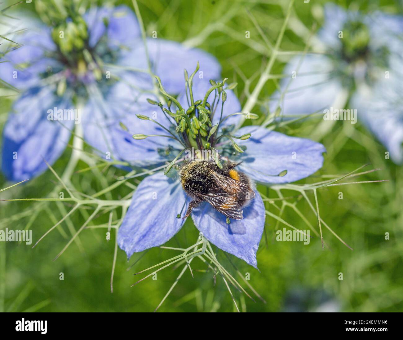 Api ricoperte di polline che si nutrono di un fiore di corno viola selvatico Foto Stock