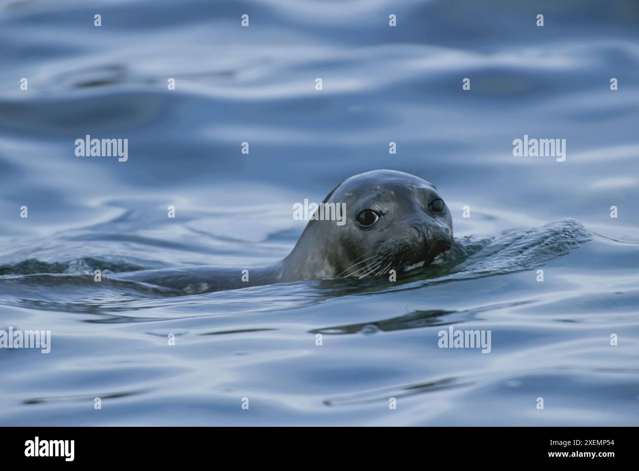 La foca del porto (Phoca Vitulina) fa uscire la testa dall'acqua mentre nuota Foto Stock