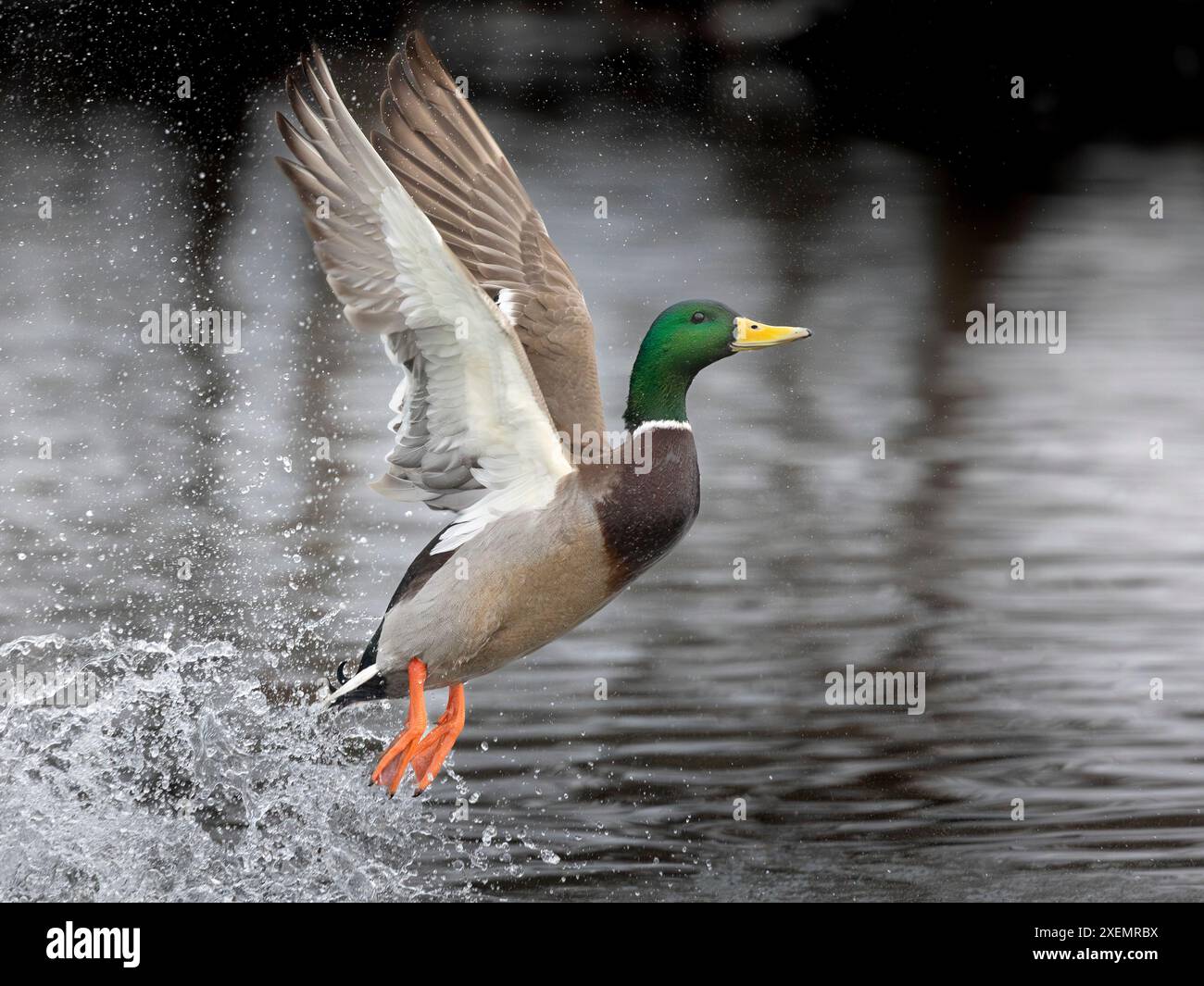 Mallard drake (Anas platyrhynchos) erutta da una sezione non congelata di uno stagno dell'Alaska centro-meridionale a metà inverno. A patto che il cibo e l'acqua aperta siano ... Foto Stock