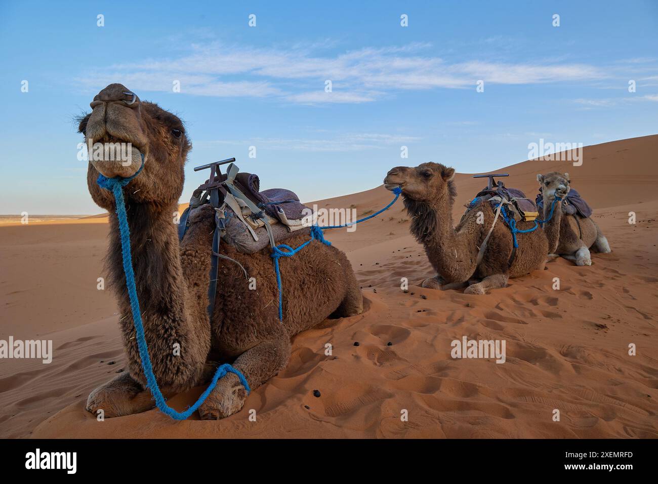 Tre cammelli appoggiati sulla sabbia del deserto di Merzouga con equipaggiamento da equitazione, legati con corde blu. Foto Stock