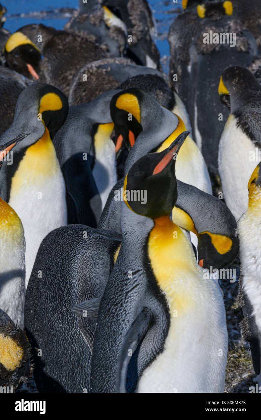 Isola della Georgia del Sud. Primo piano di un gruppo di pinguini reali Foto Stock