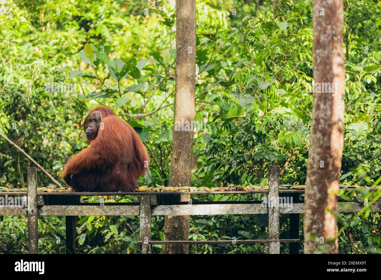 Orangutan (specie Pongo) con un boccone di banane nel Parco Nazionale di Tanjung Puting; Kalimantan centrale, Reggenza di Kotawaringin occidentale, Indonesia Foto Stock