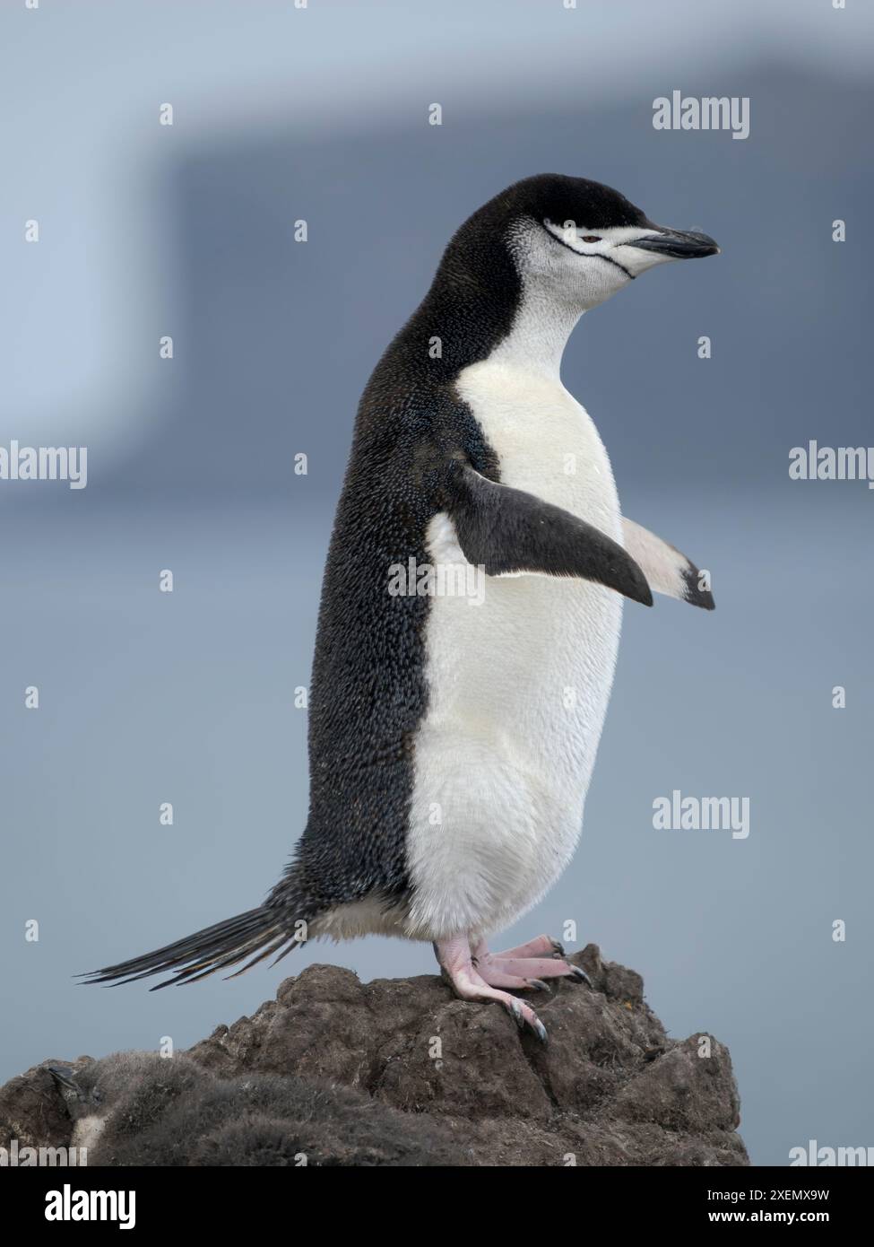 Pinguino Chinstrap. Antartide, Isole Shetland meridionali, Isola di Barrientos Foto Stock