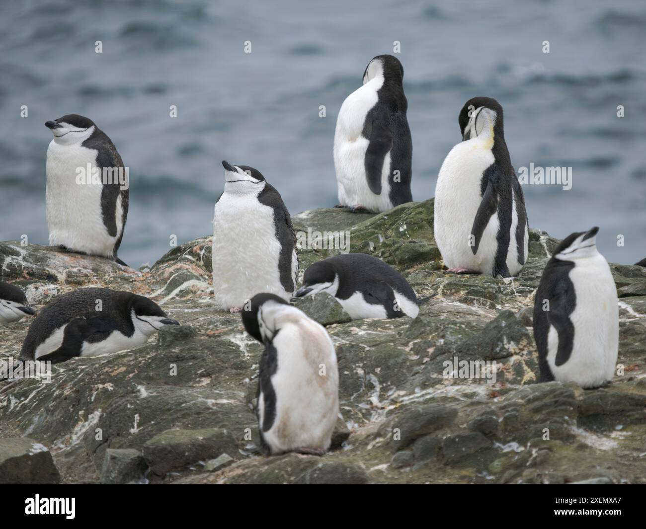 Colonia sull'isola di Barrientos. Pinguino Chinstrap. Antartide, Isole Shetland meridionali. Foto Stock