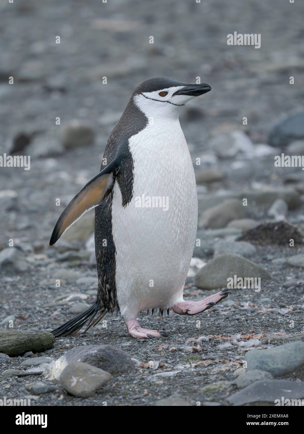 Pinguino Chinstrap. Antartide, Isole Shetland meridionali, Isola di Barrientos Foto Stock