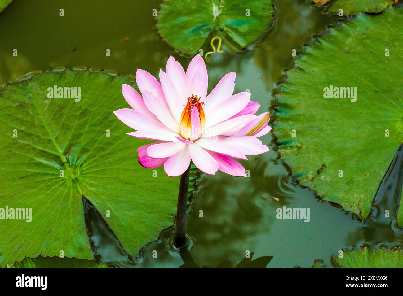India. Ninfee. Genere nymphaea. Foto Stock
