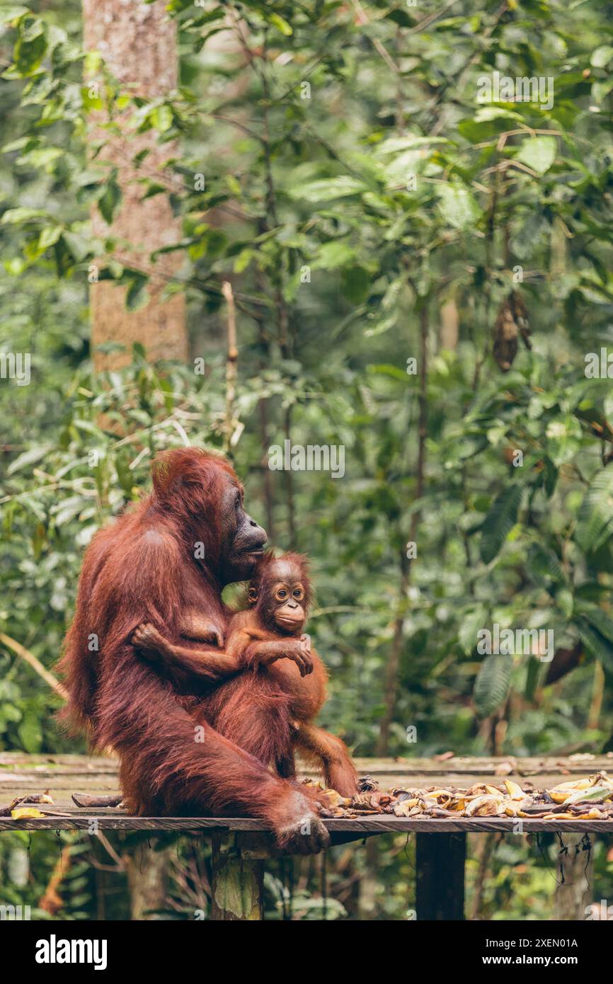 Orangutan (specie Pongo) madre e bambino insieme su una piattaforma nel Parco Nazionale Tanjung Puting Foto Stock