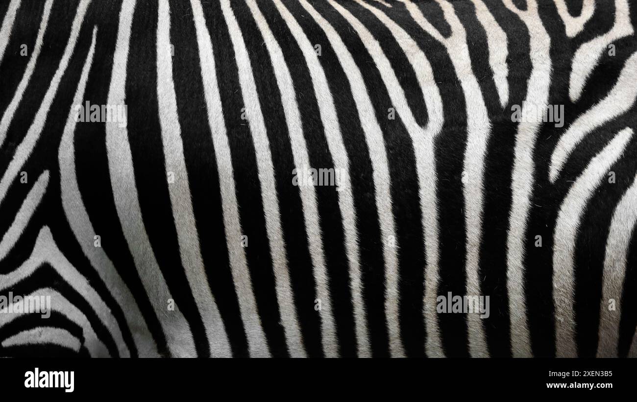 Una foto ravvicinata del corpo di una zebra per il materiale di sfondo Foto Stock