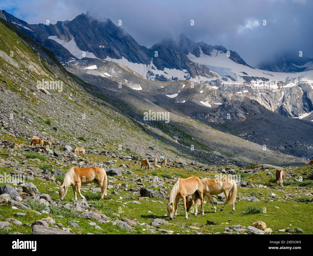 Cavallo Haflinger sul suo pascolo montano (Shieling) nelle Alpi Otztal (Obergurgl, Rotmoostal). Austria, Tirolo Foto Stock