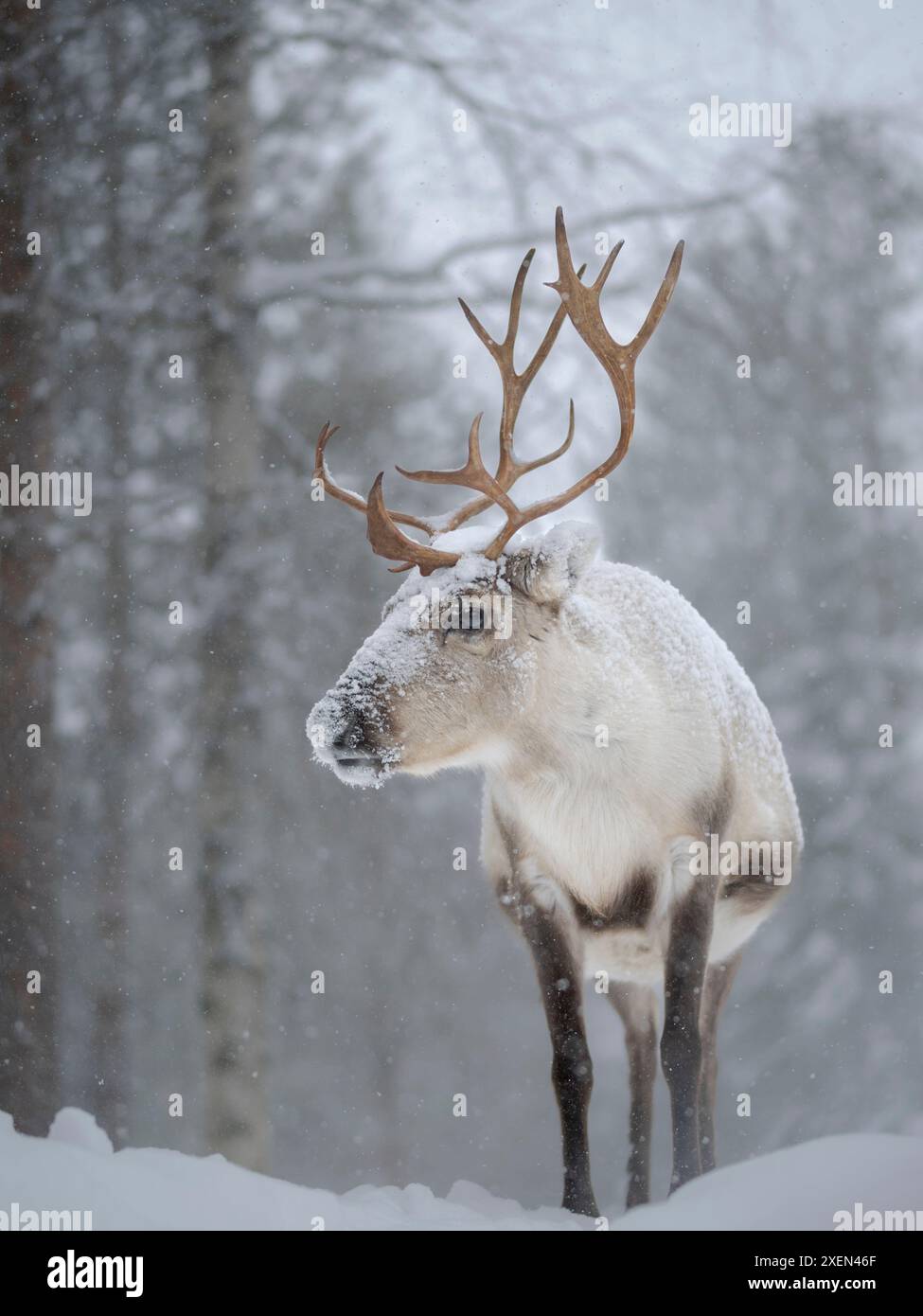 Renne ricoperte di neve durante l'inverno artico. Allevamento di renne vicino a Pyha in Finlandia a nord del cerchio polare. Foto Stock