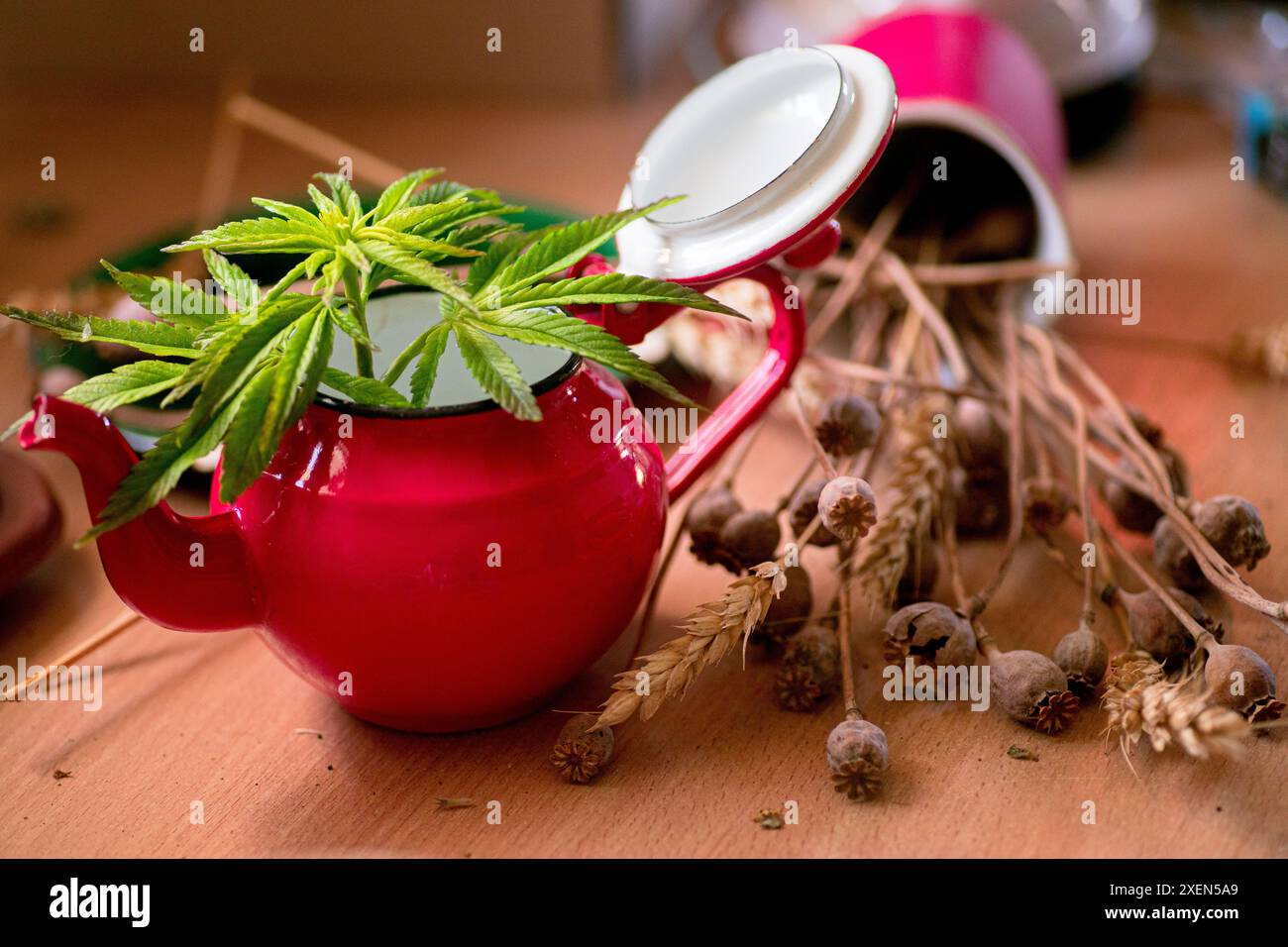 Una teiera rossa con una pianta di cannabis che cresce all'interno si siede su un tavolo di legno, accanto ad alcune cialde di papavero essiccate. Foto Stock
