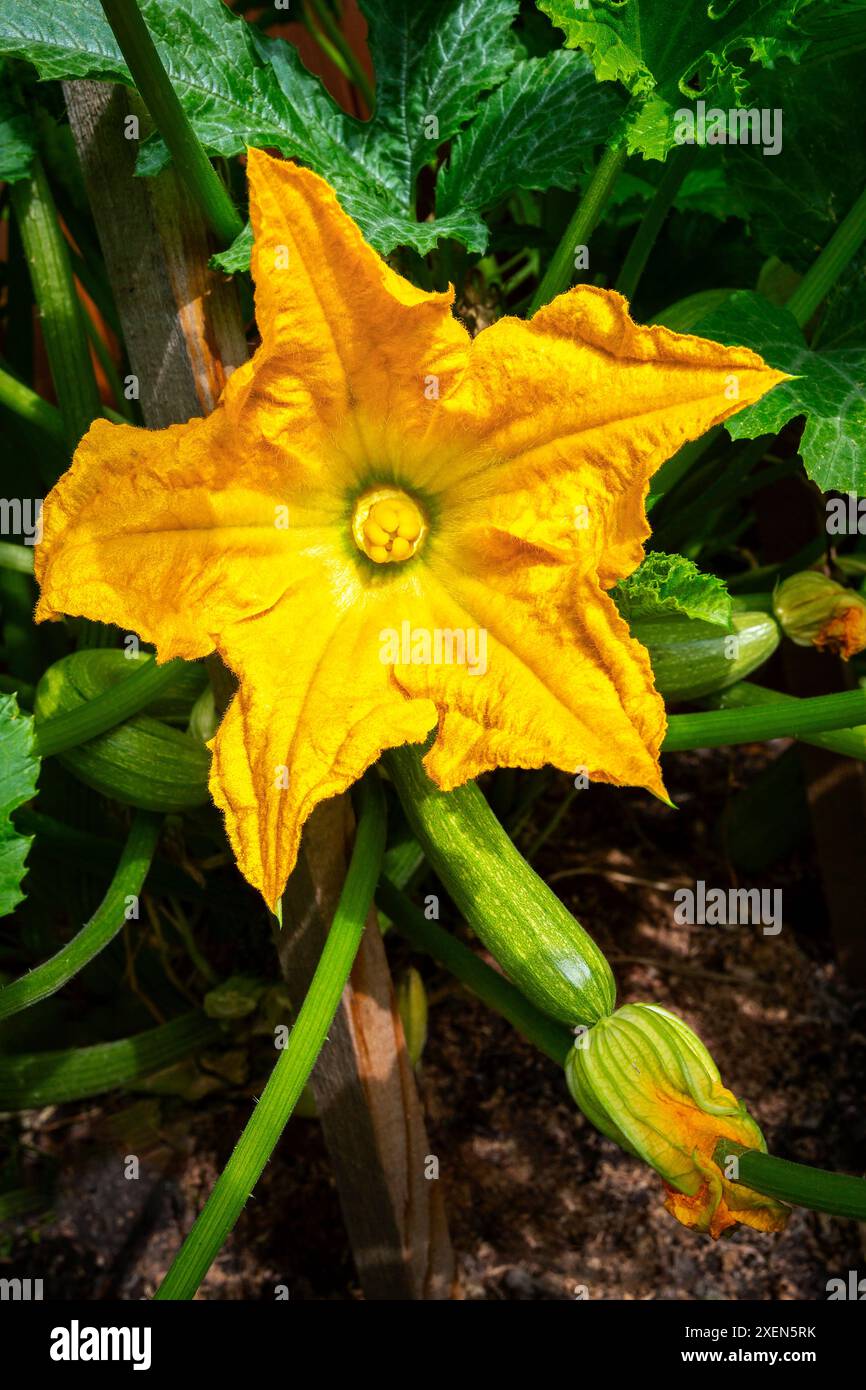 Primo piano di una fioritura di zucchine con una giovane zucchina sullo sfondo in un giardino; Calgary, Alberta, Canada Foto Stock