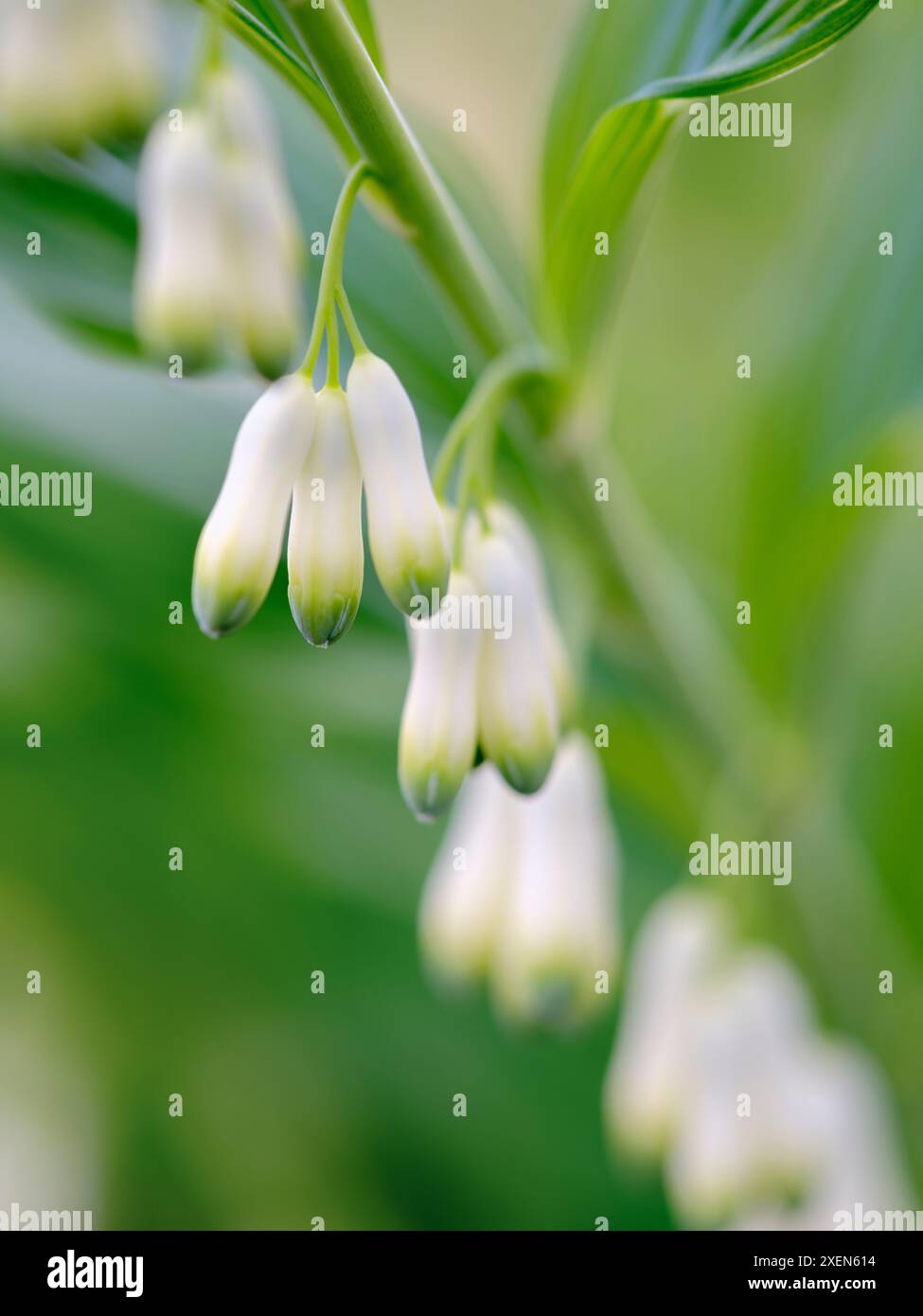 Sigillo eurasiatico delle Salomone (Polygonatum multiflorum). Germania Foto Stock