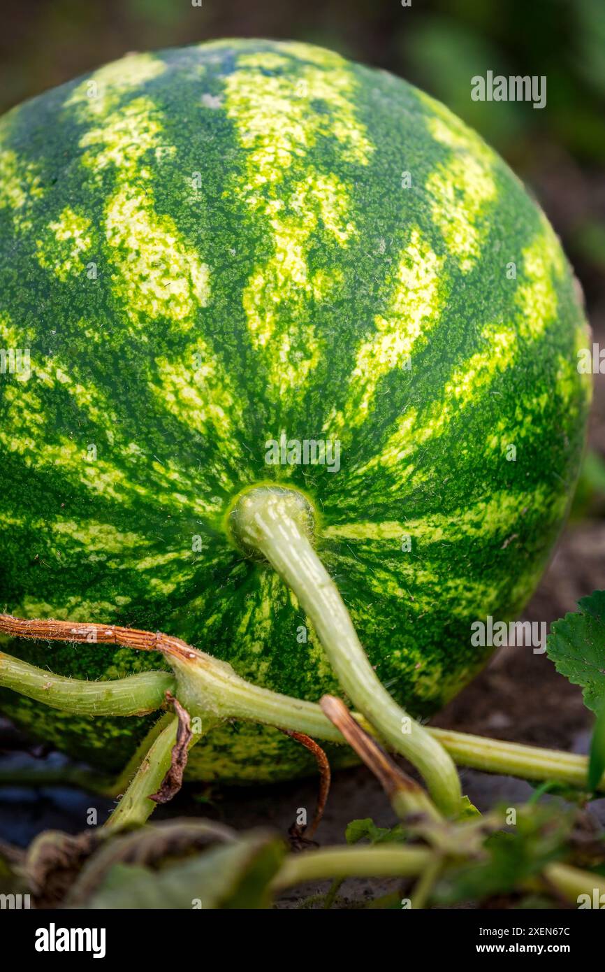 Primo piano di anguria striata che cresce sulla vite in un giardino; Port Colborne, Ontario, Canada Foto Stock