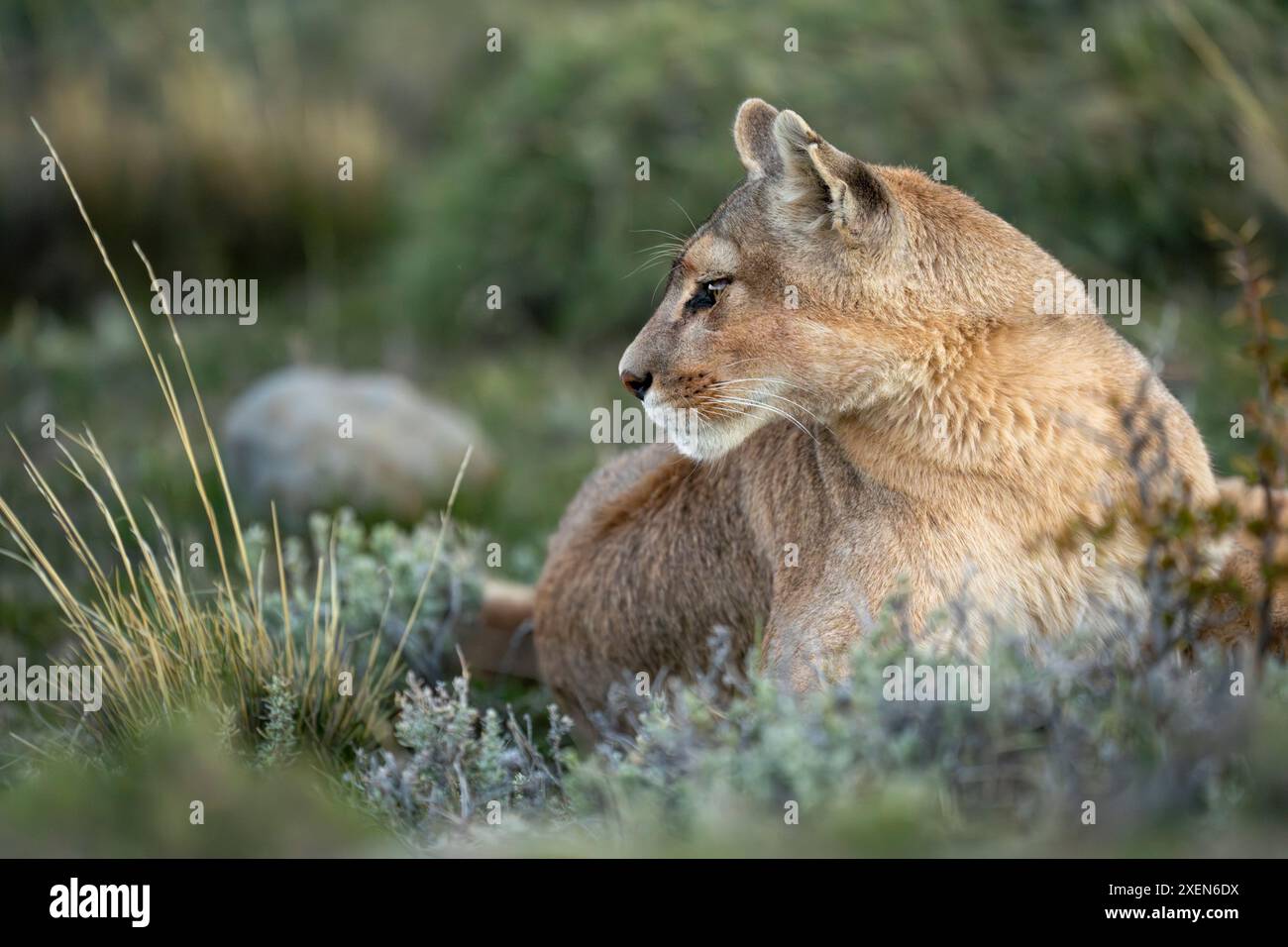 Primo piano di puma (Puma Concolor) che si stende tra i cespugli nel Parco Nazionale Torres del Paine; Cile Foto Stock