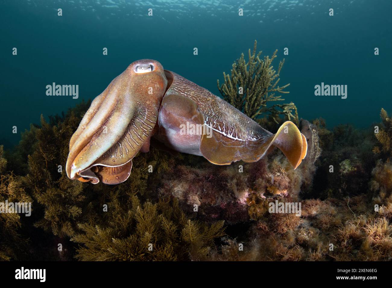 Australian Giant Cuttlefish, Whyalla, Australia meridionale Foto Stock