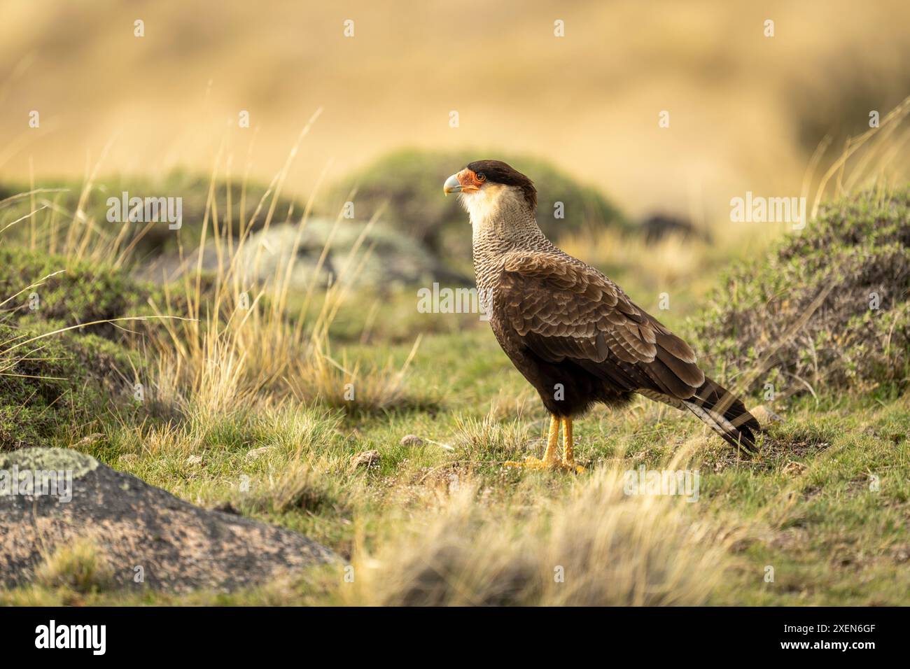 caracara crestata (Caracara plancus plancus) in profilo su erba corta nel Parco Nazionale Torres del Paine; Cile Foto Stock
