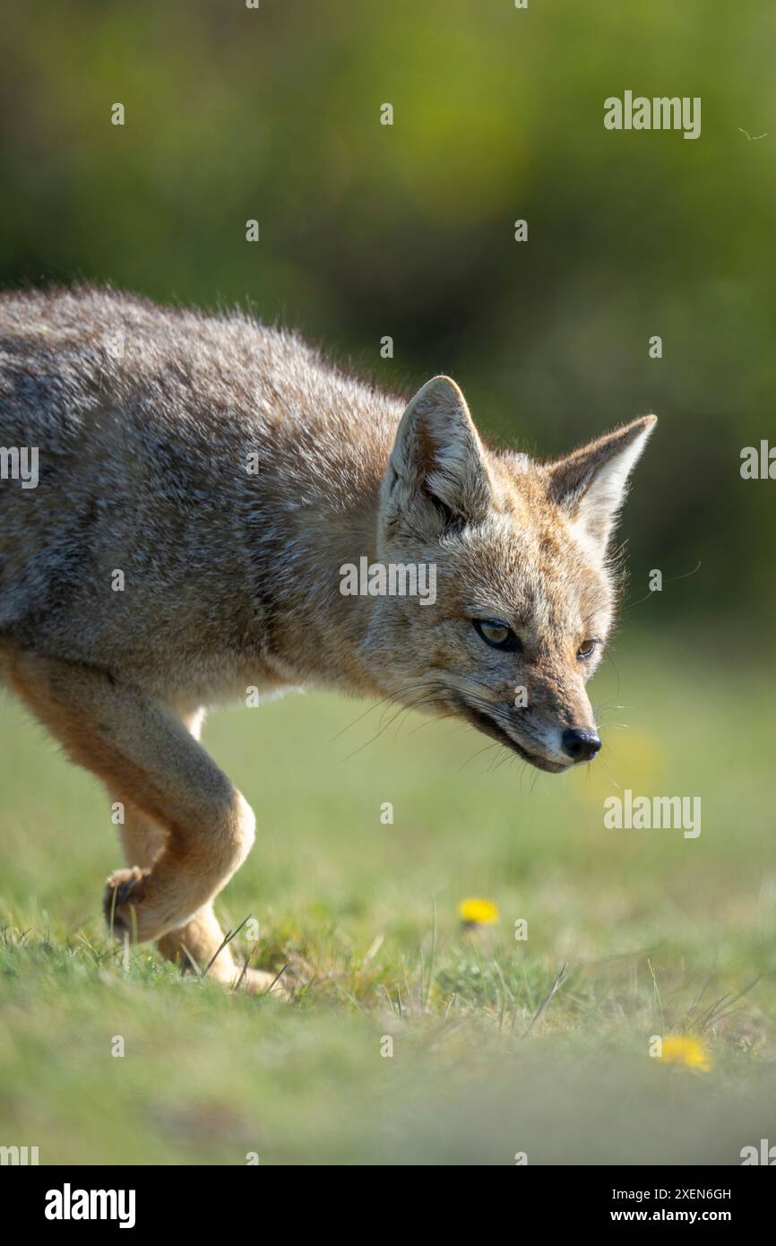 Primo piano della camminata della volpe grigia sudamericana (Lycalopex griseus) nel Parco Nazionale Torres del Paine; Cile Foto Stock