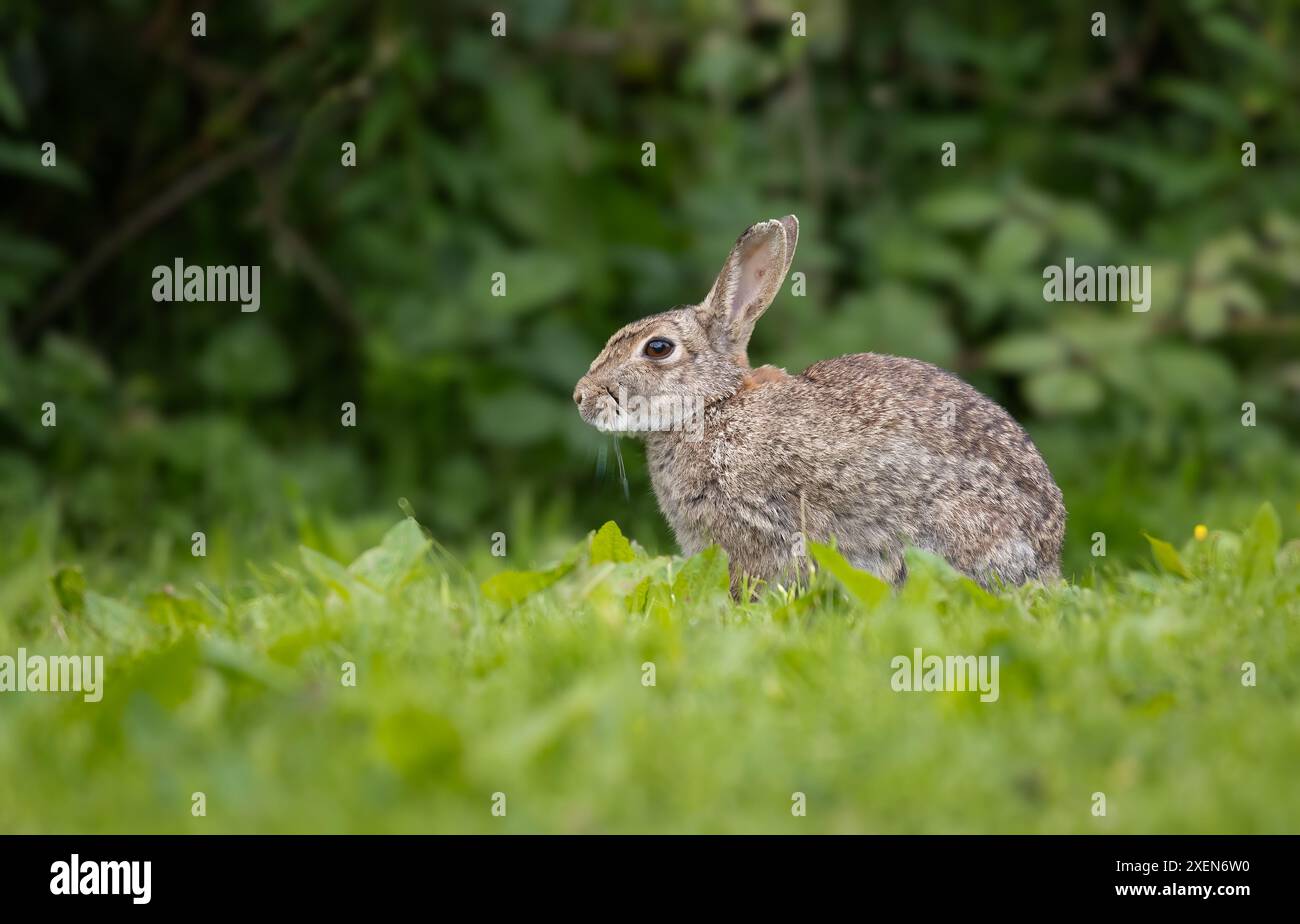 Presa da terra per un'angolazione insolita, l'immagine mostra un ritratto dettagliato di un coniglio seduto sull'erba con uno sfondo naturale Foto Stock