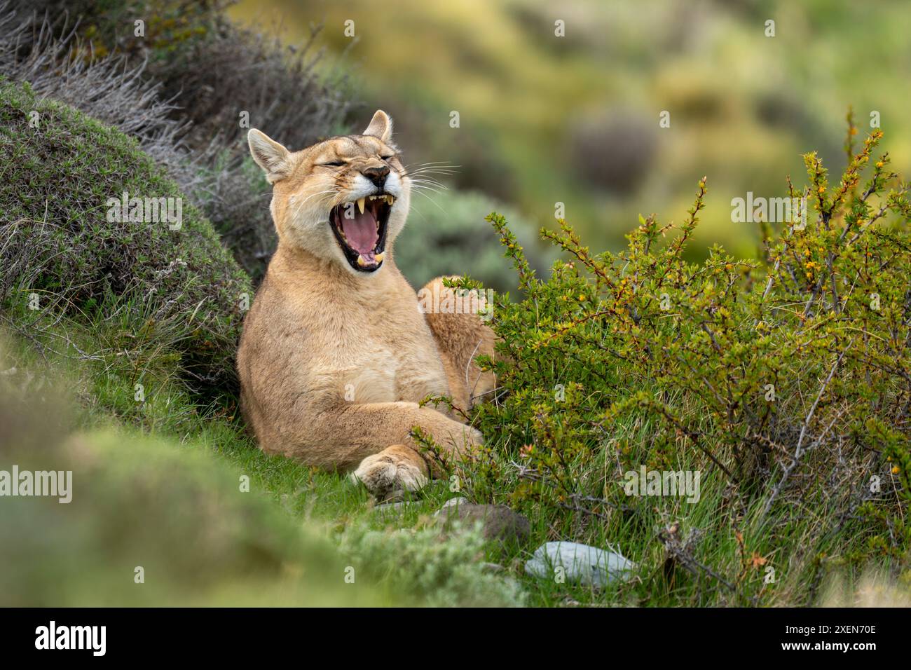 Puma (Puma concolor) si trova sbadigliando in cespugli attraversando fronti nel Parco Nazionale Torres del Paine; Cile Foto Stock