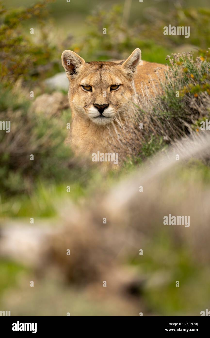 Puma (Puma concolor) si trova a guardare la macchina fotografica attraverso gli spessi cespugli nel Parco Nazionale di Torres del Paine; Cile Foto Stock