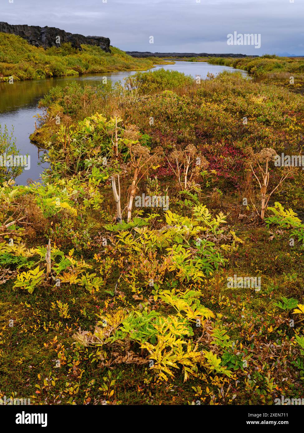 Sedano selvatico o angelica norvegese (Angelica archangelica). Oasis Herdubreidarlindir, fiume Lindaa al vulcano Herdubreid, la regina delle montagne ghiacciate Foto Stock