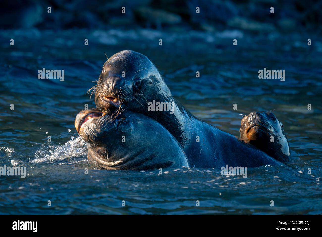 Leoni marini sudamericani (Otaria flavescens) che giocano in mare; Isola di Magdalena, Cile Foto Stock