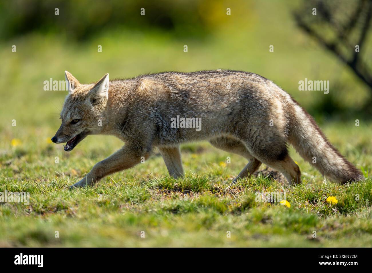 La volpe grigia sudamericana (Lycalopex griseus) cammina attraverso il campo nel Parco Nazionale Torres del Paine; Cile Foto Stock
