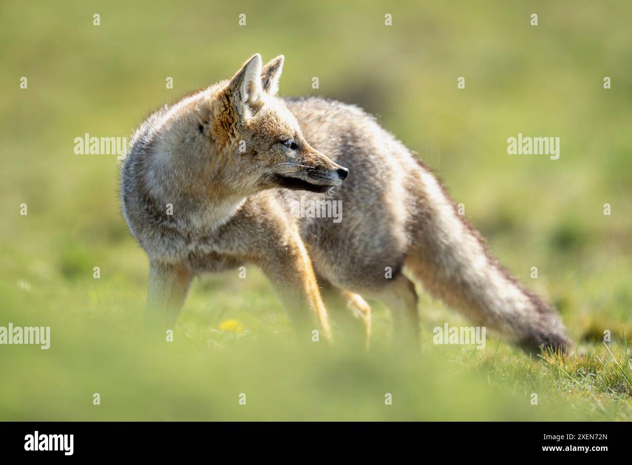 Il primo piano della volpe grigia sudamericana (Lycalopex griseus) si erge nel Parco Nazionale Torres del Paine, in Cile Foto Stock