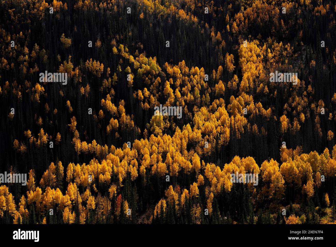 Vista dall'alto della foresta mista con alberi di pioppo dorati (Populus tremuloides) che creano una tavolozza virtuale di colori durante l'autunno in Colorado Foto Stock