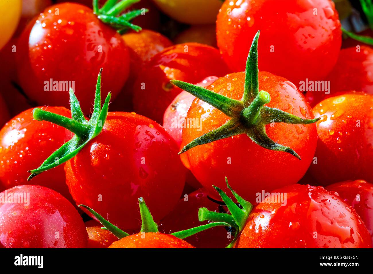 Primo piano di pomodori ciliegini maturi (Solanum lycopersicum var. Cerasiforme) con goccioline d'acqua in una ciotola; Studio Shot, Alberta, Canada Foto Stock