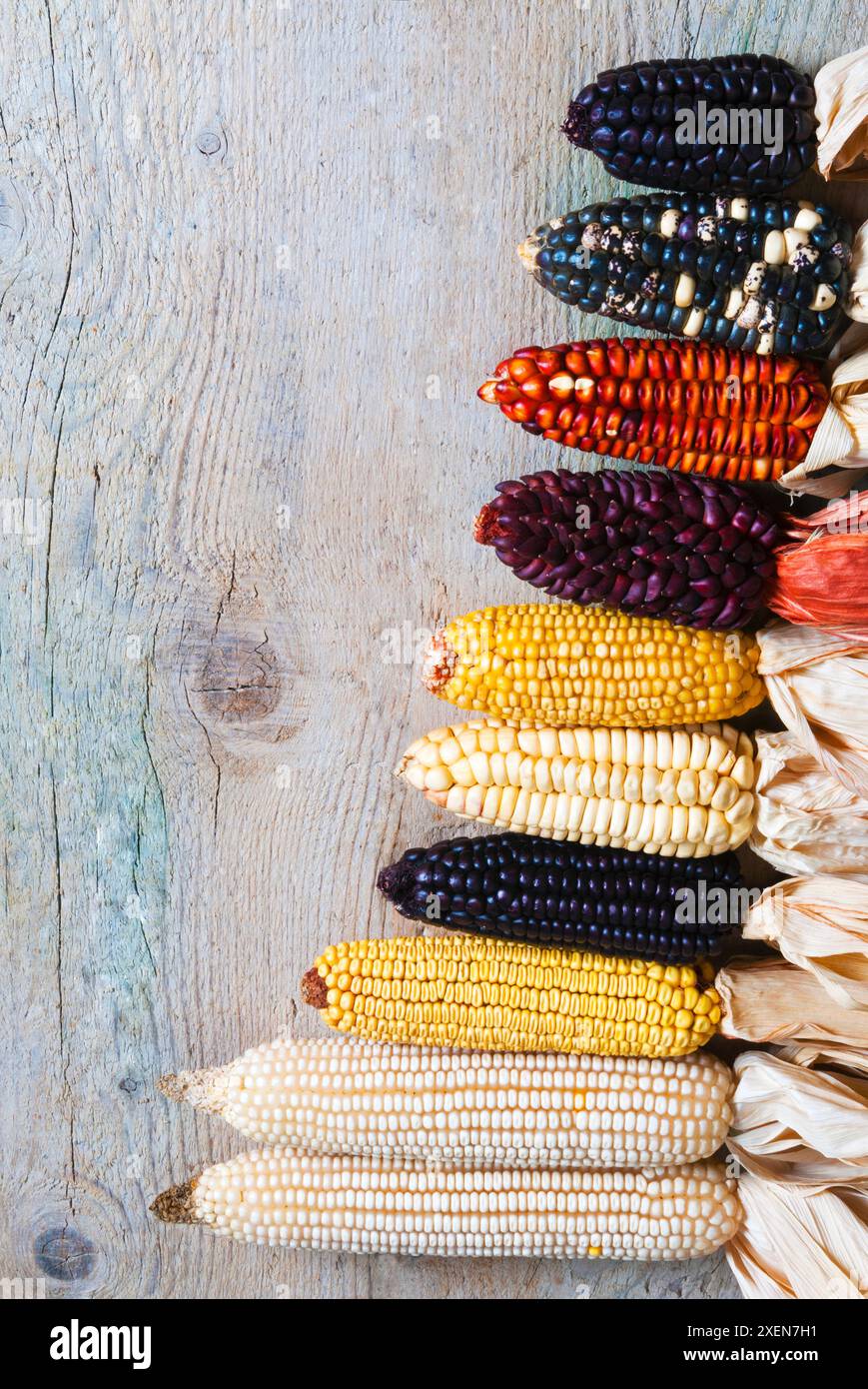 Diversi tipi di mais o granturco (Zea mays) Foto Stock
