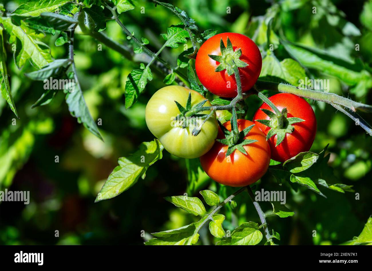 Primo piano di pomodori ciliegini grandi (Solanum lycopersicum var. Cerasiforme) maturazione sulla vite in un giardino soleggiato; Calgary, Alberta, Canada Foto Stock