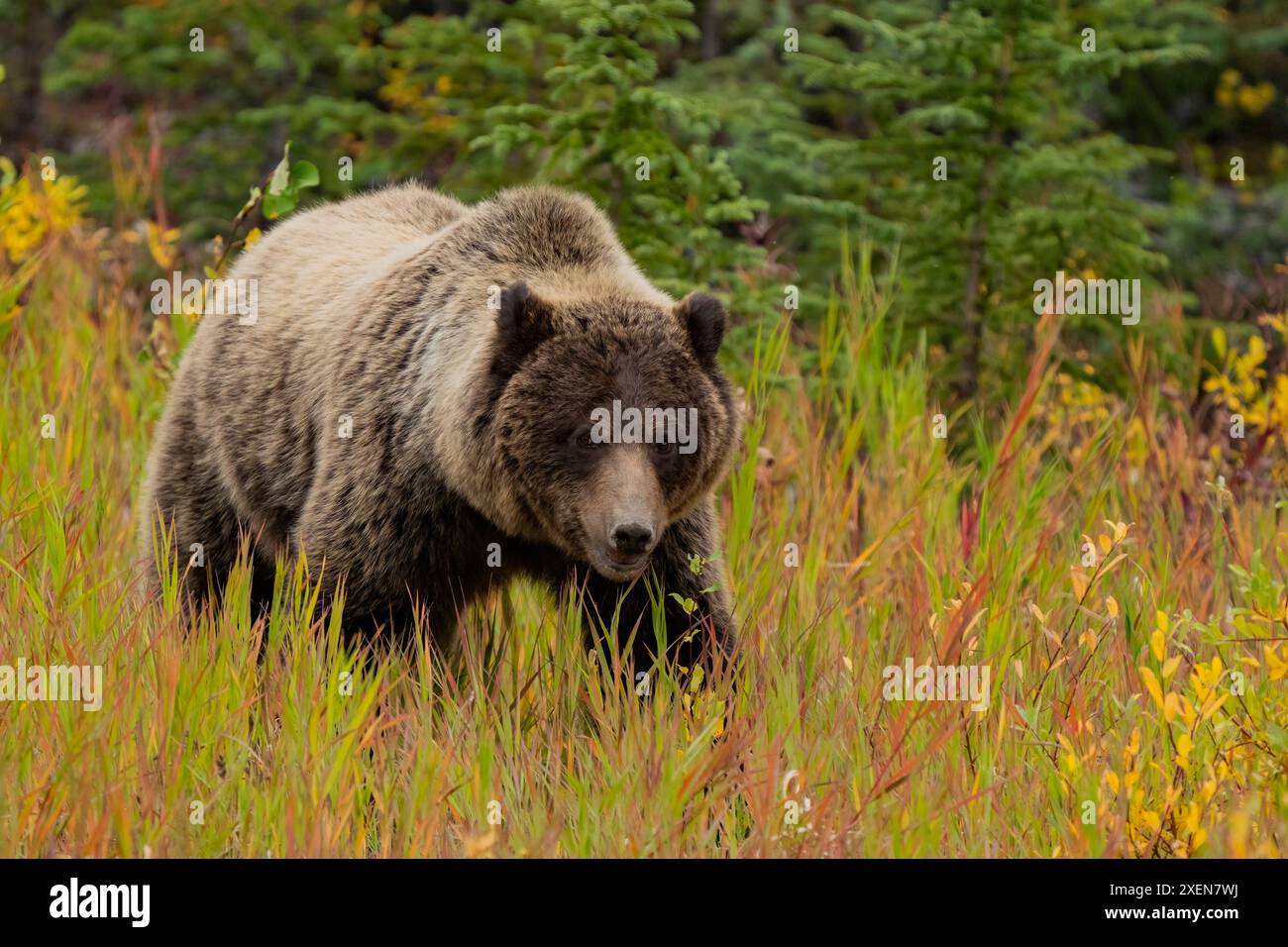 Ritratto ravvicinato di un orso grizzly (Ursus arctos horribilis) che cerca radici lungo un prato lungo la strada; Whitehorse, Yukon, Canada Foto Stock