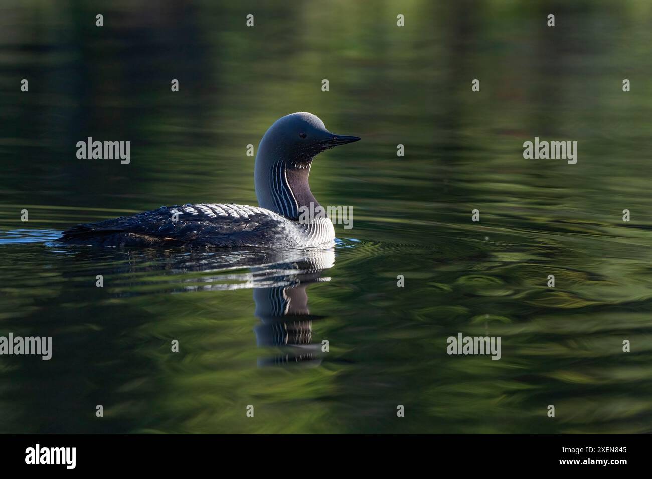 Splendida loon del Pacifico (Gavia pacifica) che nuota nelle tranquille acque del lago Echo nello Yukon; Whitehorse, Yukon, Canada Foto Stock