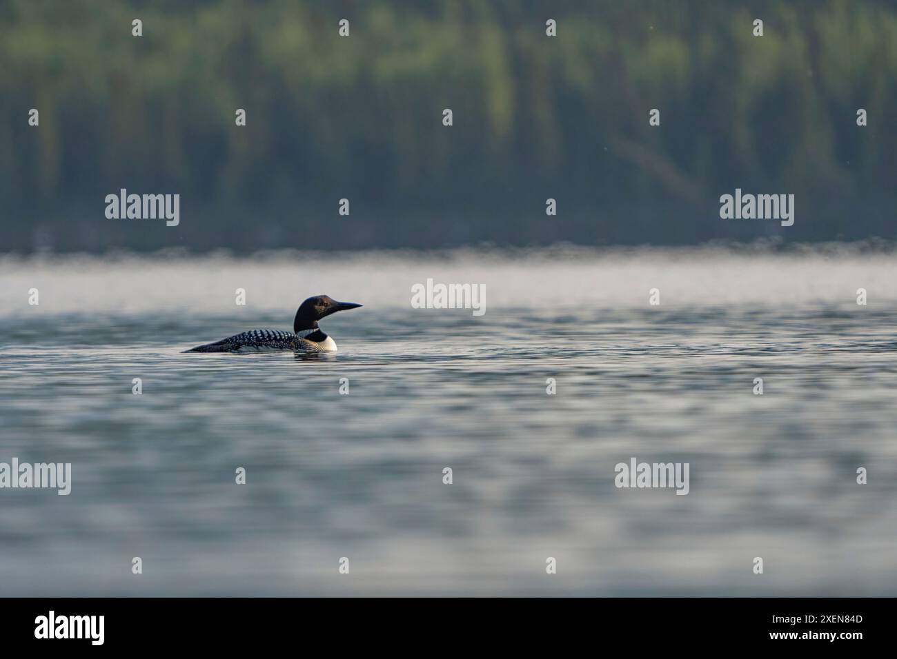 Lago comune (Gavia immer) che nuota nel lago Tarfu, Yukon; Teslin, Yukon, Canada Foto Stock