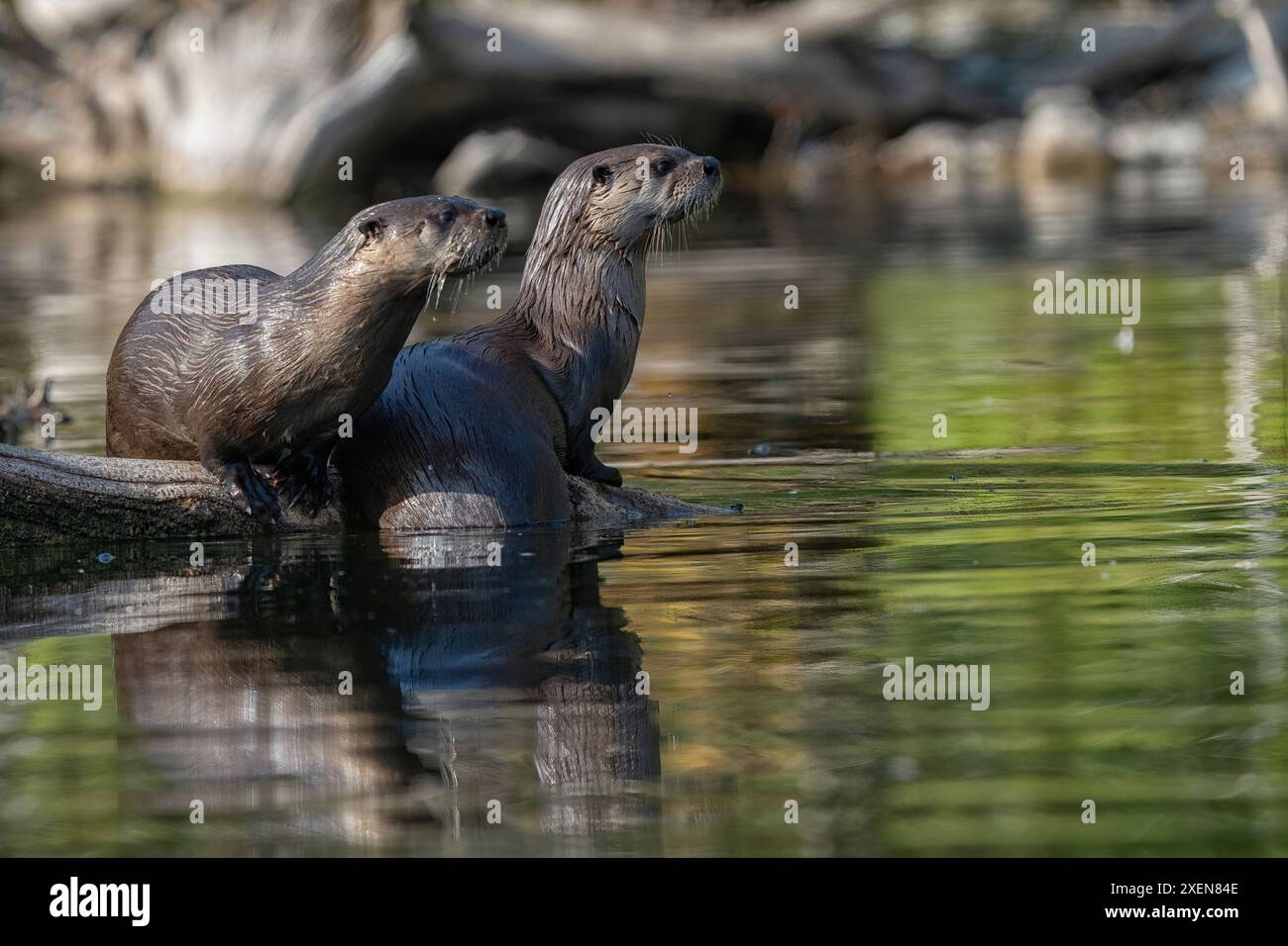 Due lontre di fiume bagnate (Lonta canadensis) poggiano su un tronco del lago Tarfu; Yukon, Canada Foto Stock