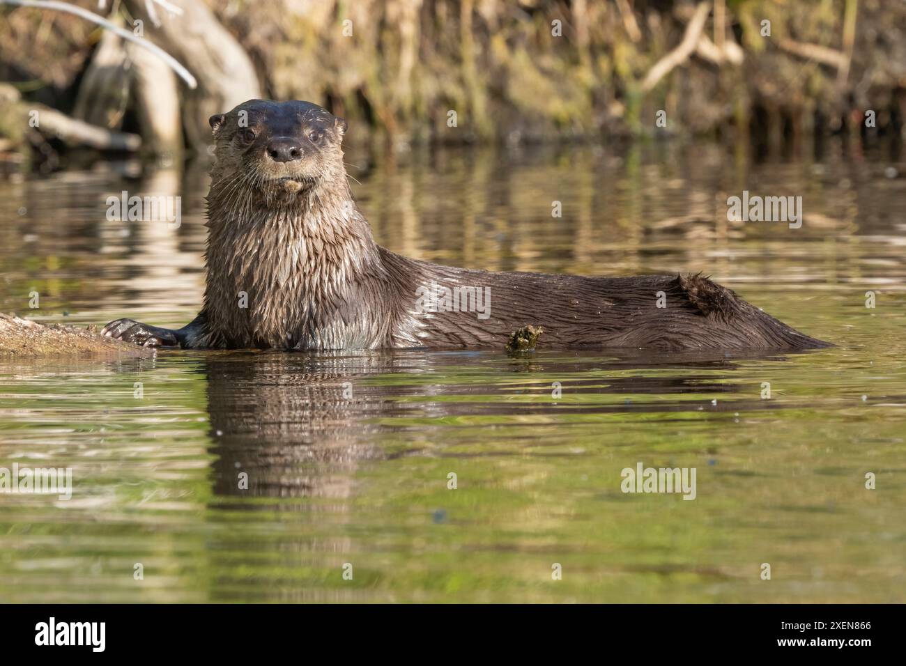 La lontra di Wet River (Lonta canadensis) si rilassa su un tronco del lago Tarfu; Yukon, Canada Foto Stock