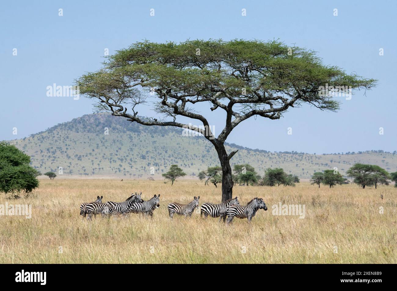 Piccolo gruppo di Zebra (Equus quagga) che cammina attraverso l'erba alta sotto un albero di Acacia che si estende nel Parco Nazionale del Serengeti; Tanzania Foto Stock
