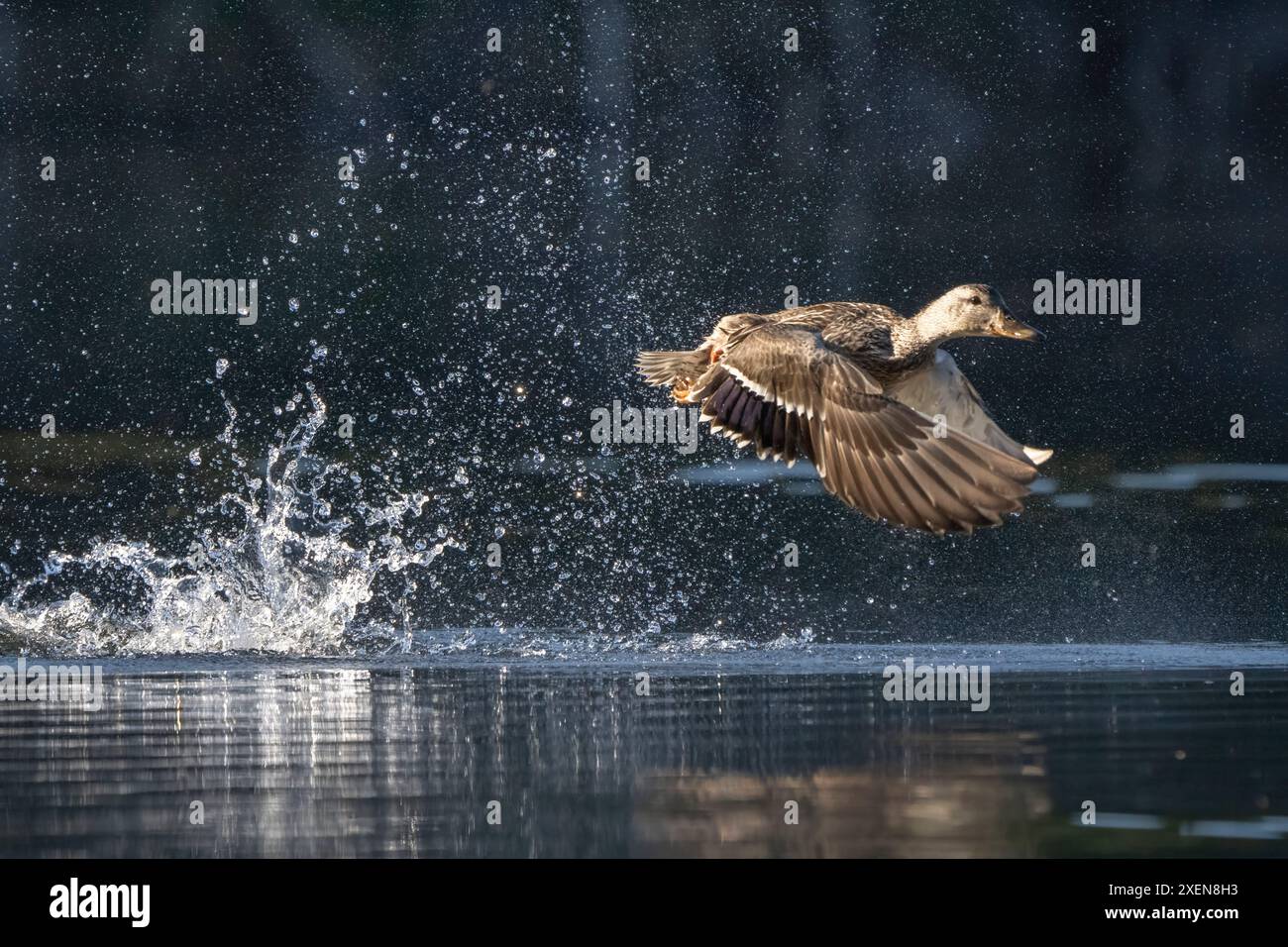 Femmina Mallard (Anas platyrhynchos) che decolla da un piccolo lago nello Yukon. La luce del mattino presto illumina l'uccello; Whitehorse, Yukon, Canada Foto Stock